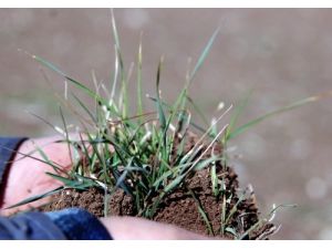 Kahramanmaraş'ta Buğday Tarlada Çürüdü
