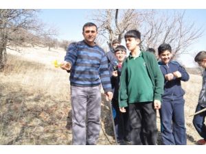 Baharın Müjdecisi Çiğdemler Erken Açtı