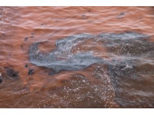 Denizde Kızıl Tabakanın Oluşma Sebebi Tek Hücreli Canlı