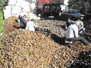 Orman alanlarının gelişmesi için tohum atıldı