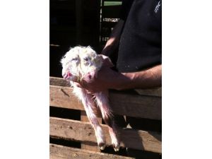 Çift Başlı Oğlak, Sahibini De Görenleri De Şaşırtıyor