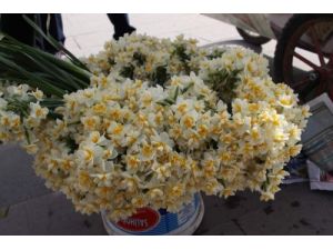 Nergis Çiçeği Ekmek Kapısı Oldu