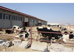 Kırsal Kalkınma Projesi Kapsamında Tesis Kurdu, Ünlü Firmalara Süt Satıyor