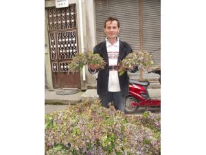 Doğal Besin Deposu 'Kaldırık Otu' Pazardaki Yerini Aldı