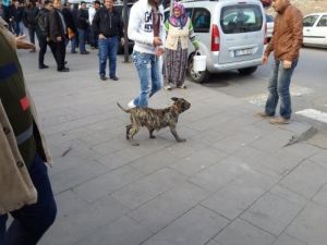 Vatandaşların Pitbull Tepkisi