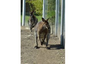 İzmir Doğal Yaşam Parkı’ndaki Kanguruların Sayısı Üçe Çıktı