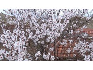 Aksaray’da Ağaçlar Çiçek Açtı