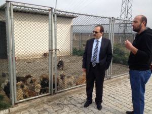 Başkan Şahin, Hayvan Barınağında İncelemelerde Bulundu