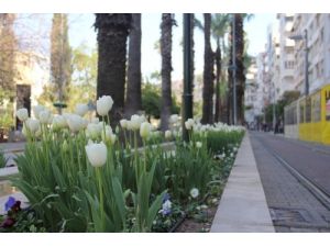 Antalya Sokakları Lale Bahçesine Döndü