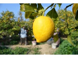 Sezon Sonu Limon Yüz Güldürdü