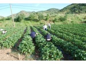 Çilek Sektörü Gelişiyor