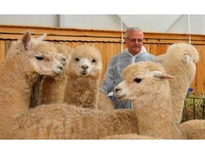 Türkiye’nin İlk Alpaka Develeri Selçuk Üniversitesi’nde