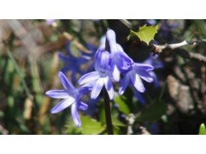 Dağ Sümbülü Köylüye Ek Gelir Oluyor