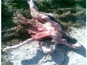2 başlı 8 ayaklı buzağı dünyaya geldi