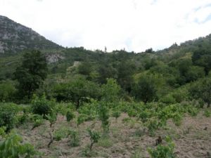 Çiftçinin Çapasına Takılan El Bombası İmha Edildi