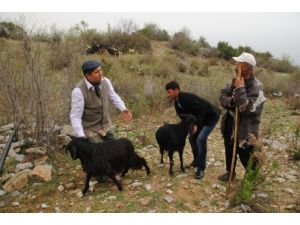 'Yanlış Politikalar Toroslarda Kıl Keçiciliğini Bitirdi'