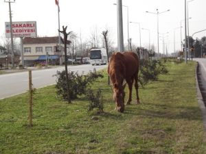 Karadeniz Sahil Yolu'nun Refüjünde Beslenen Yılkı Atları Tehlike Saçıyor