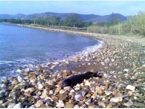 Silifke'de 3 Aylık Akdeniz Foku Ölü Bulundu