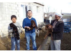 Çiftçilere Dağıtalına Şam Keçileri Çoğalıyor