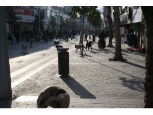 Yıldız: Ölümcül Hastalık Taşıyan Sokak Köpekleri Sorunu Çözülemedi