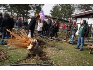 Devlet Tiyatroları Tesisindeki Onlarca Ağacın Kesilmesine Tepki