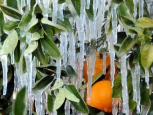Meteorolojiden "zirai don" uyarısı