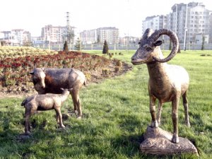 Yaban koyunları hırsızlık kurbanı