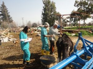 Reyhanlı’da Hayvanlar Şap Hastalığına Karşı Aşılanıyor