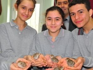 Öğrenciler Okulda Keklik Üretip Doğaya Bırakıyor