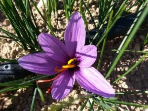 Safran Çiçeği Projesi Ankara'da Sergilenecek