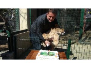 Yavru Aslan Sherlock İçin Doğum Günü Partisi Düzenlendi