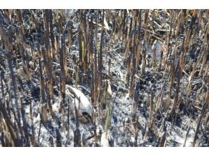 Göksu’da Yangın Kendiliğinden Söndü