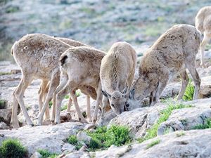Yaban koyunları için yem desteği