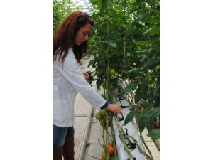 Organik Tarım Uzmanı Çakal: Pazarlardaki Organik Üründür Sözüne İtibar Etmeyin