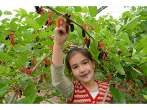 Silifke’de Karadut Hasadı Başladı