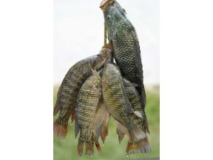 Tilapia Balığı Türkiye’de İlk Defa Budaklı Kaplıcası'nda Yetiştirilecek