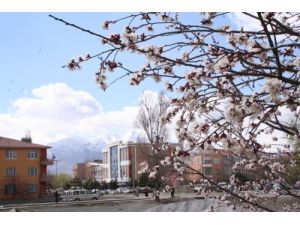 Erzincan'da Bahar Erken Geldi