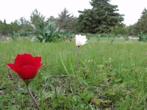 Silifke'de Dağ Laleleri Çiçek Açtı