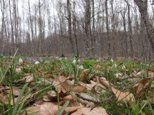 Balıkesir Orman Bölge Müdürlüğü Çuha Çiçeğinin De Evanterini Çıkarıyor