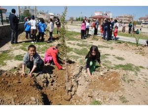 Manavgat'ta Ocak İçinde 400 Bin Fidan Dikildi