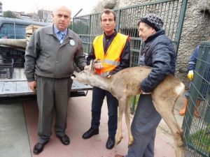 Yaralı Karacanın Tedavisi Tamamlandı
