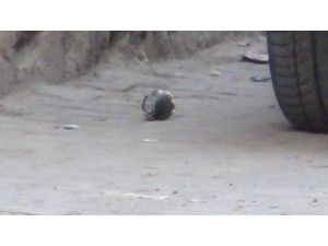 Pkk’nın Cudi Sorumlusunun Eylemci Ekibi Tutuklandı