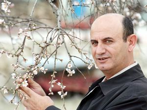 Badem ağacı kış ortasında çiçek açtı