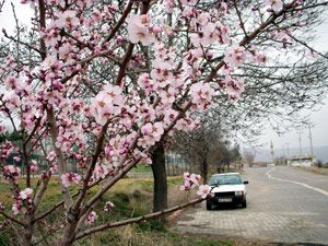 Ahırlı'da badem ağaçları çiçek açtı