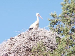 Baharın müjdecisi leylekler geldi