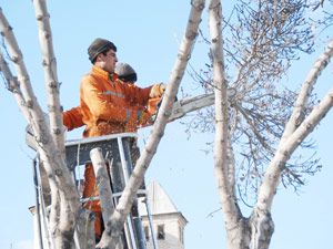 Şehir genelindeki ağaçlar budanıyor