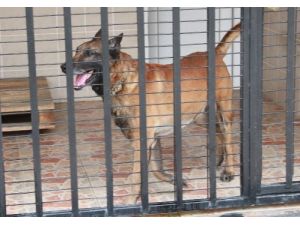 Uü Veteriner Fakültesi’nde Veteriner Diş Hekimliği Kursu