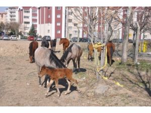Başıboş Atlar Ankara Parklarını Mesken Tuttu