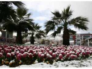 Baharı Beklerken Kış Geldi