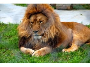 Darıca Hayvanat Bahçesi'nin Muhtarı Aslan Duruk Oldu